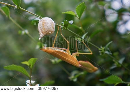 Grasshopper Female Laying Eggs At Twig Or Leaf