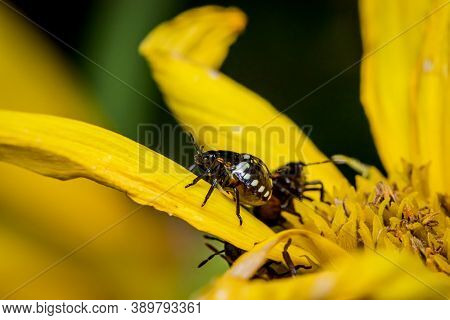 Southern Green Shield Bug Or Green Vegetable Bug (nezara Viridula) On Sunflower In The Garden