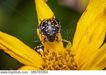 Southern Green Shield Bug Or Green Vegetable Bug (nezara Viridula) On Sunflower In The Garden