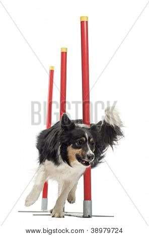 Border Collie slalom på hvid baggrund