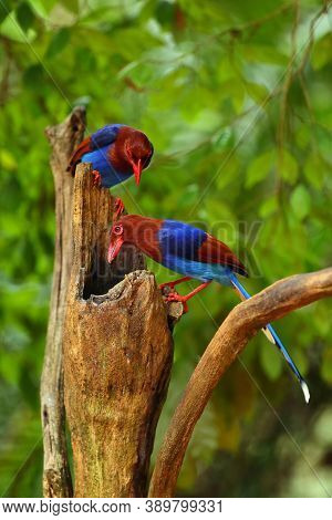 Sri Lanka Blue Magpie Or Ceylon Magpie (urocissa Ornata) Pair Sitting On A Tree Stump.colorful Magpi