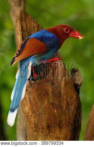 The Sri Lanka Blue Magpie Or Ceylon Magpie (urocissa Ornata) Sitting On A Tree Stump.colorful Magpie