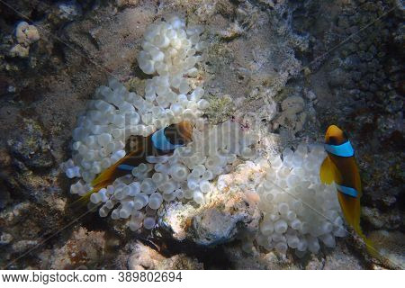Cmall Clown Fishes In The Red Sea Near The Beach