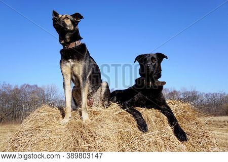 Dogs On A Haystack Against A Blue Sky
