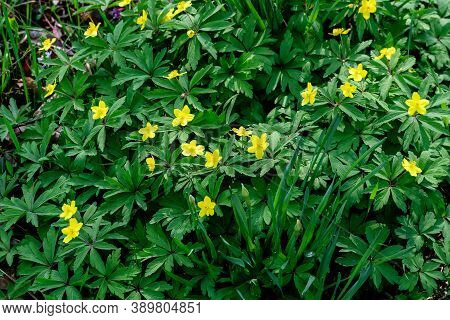 Close Up Of Delicate Yellow Flowers Of Ranunculus Repens Plant Commonly Known As The Creeping Butter