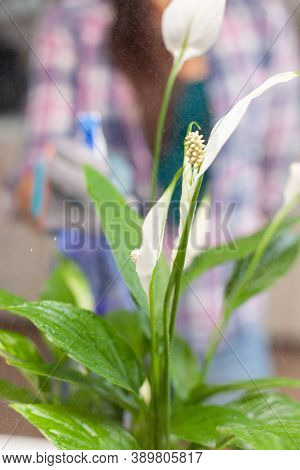 Woman Taking Care Of Plants At Her Home, Spraying A Plant With Pure Water From A Spray Bottle. Decor