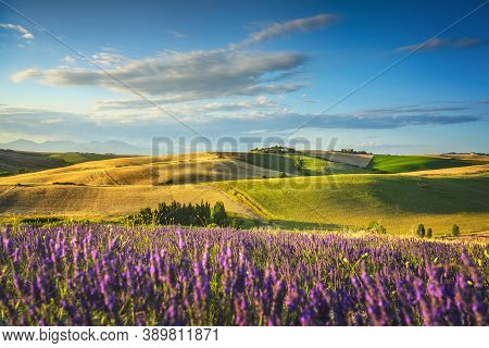 Lavender Flowers In Tuscany, Rolling Hills And Green Fields. Santa Luce, Pisa Italy, Europe