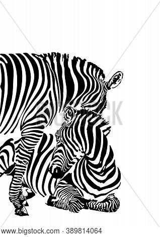 Vector Editable Illustration Zebras Black Ang White