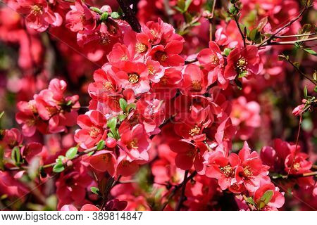 Close Up Delicate Red Flowers Of Chaenomeles Japonica Shrub, Commonly Known As Japanese Quince Or Ma