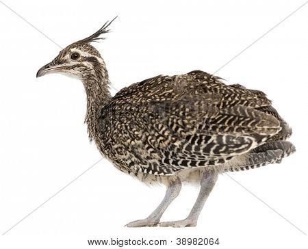 Elegante Crested Steißhühner, Eudromia Elegans, 1 Monat alt, auch bekannt als Art Steißhühner gegen Pfingstmontag
