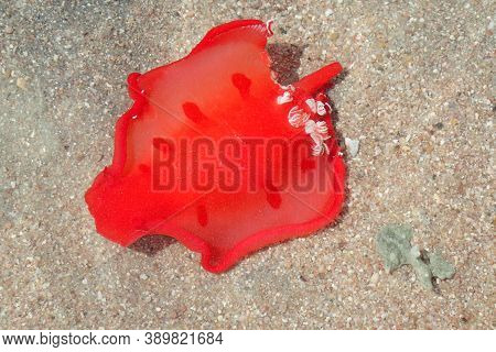 Juvenile Spanish Dancer (hexabranchus Sanguineus) As Sea Snail