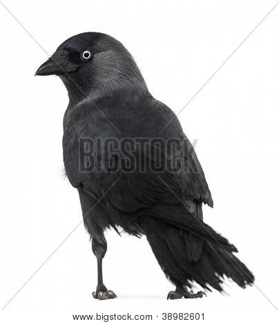 มุมมองด้านหลังของ Jackdaw ตะวันตก มองกลับ นกกา monedula, (หรือนก Jackdaw แจ็คยุโรป