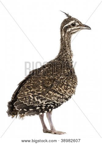 Elegante Crested Steißhühner, Eudromia Elegans, 1 Monat alt, auch bekannt als Art Steißhühner gegen Pfingstmontag
