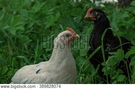 Wild Farm Two Chickens Birds In Green Grass Looking For Food