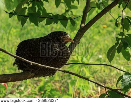 Wild Farm Chicken Variegated Black Bird Sitting On Tree