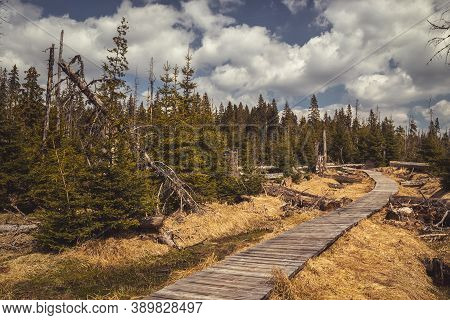 Path - Wooden Walkway Between Trees - Spruces, Cikanska Slat - Gypsy Moor - Peat Bogs In The Sumava 