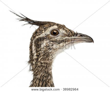 Elegante Crested Steißhühner, Eudromia Elegans, 1 Monat alt, auch bekannt als Art Steißhühner gegen Pfingstmontag