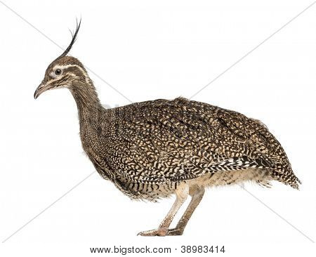 Elegante Crested Steißhühner, Eudromia Elegans, 3 Monate alt, auch bekannt als Art Steißhühner gegen whi