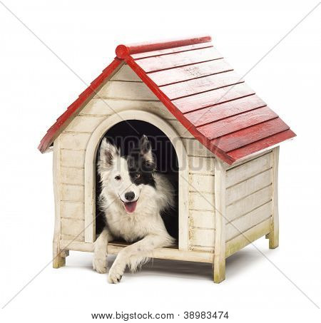 Border Collie en una perrera contra fondo blanco