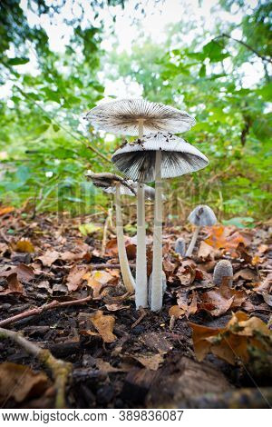 Pleated Inkcap (parasola Plicatilis) Sometimes Known As The Little Japanese Umbrella, Growing In A F
