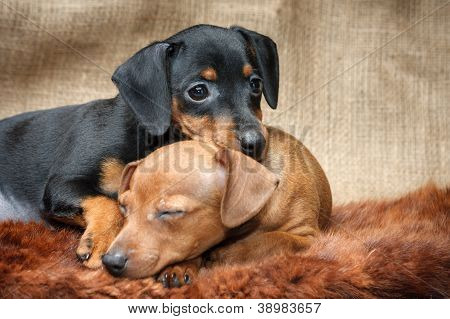 Lille Pinscher hvalpe