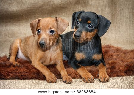 Lille Pinscher hvalpe