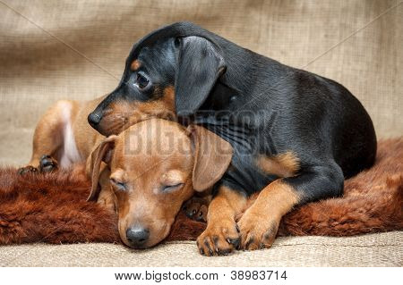 Lille Pinscher hvalpe