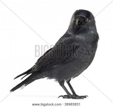 เวสเทิร์น Jackdaw มอง นกกา monedula, (หรือนก Jackdaw หรือ Jackdaw ยุโรปเพียง J