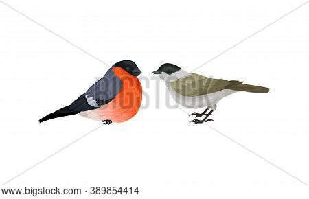 Feathered Birds Or Avian With Sparrow And Bullfinch Vector Set