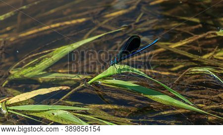 Blue Color Dragonfly River Water Beautiful Insect
