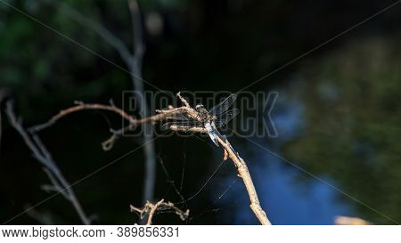 Light Blue Large Dragonfly With Open Transparent Color Wings On Tree Near River