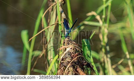 Blue Dragonfly Sitting On Green River Water Grass With Open Wings