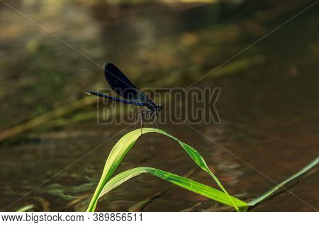 Blue Dragonfly Sitting On Green River Water Grass