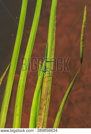 Green Dragonfly Sitting On Washed River Water Tree