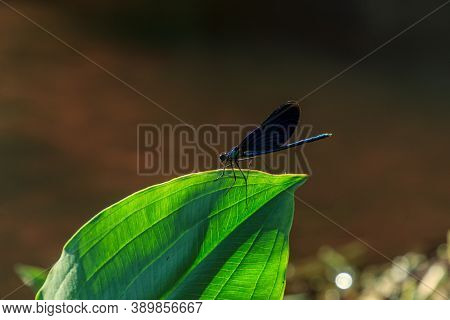 Blue Dragonfly Sitting On Green River Leaf