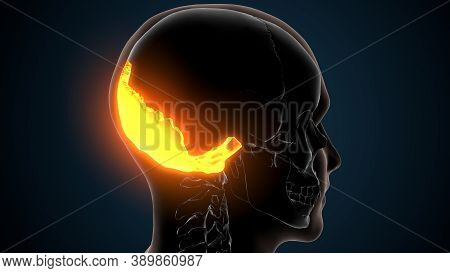 3d Illustration Of Human Skeleton Skull Occipital Bone Anatomy