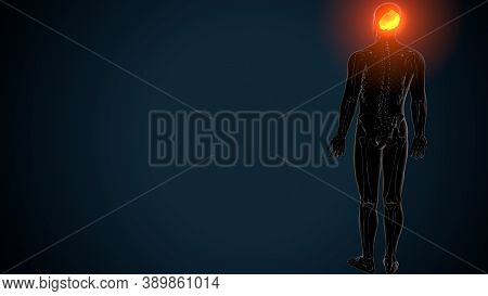 3d Illustration Of Human Skeleton Skull Occipital Bone Anatomy