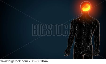 3d Illustration Of Human Skeleton Skull Occipital Bone Anatomy