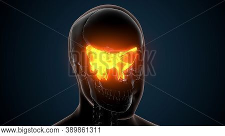Human Skeleton Skull Maxilla Bone Anatomy. 3d Illustration