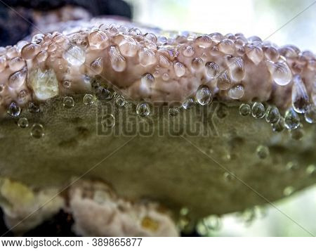 Drops Of Liquid Similar To Water At The Bottom Of A Tinder Mushroom, With The Latin Name Polyporacea