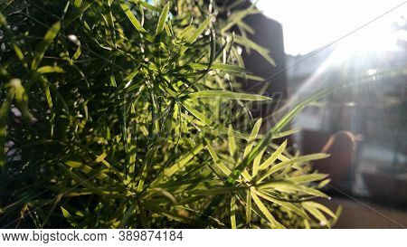 Leafy Green Plant In Morning Sun Shining Bright