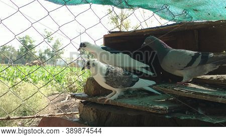 Domestic Pigeons With Different Colors Sitting Under Roof In Indian Village