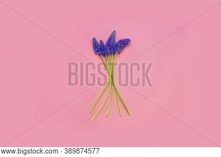 A Bouquet Of Blue Hyacinths On A Pink Background In The Center.