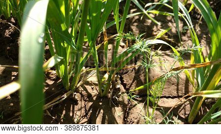 Multicrop Of Dill Leaves In Sugarcane Field In Indian