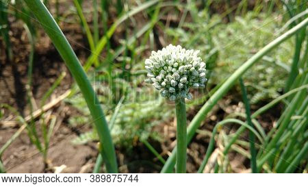 Onion Flower Blooming Of Allium In Daylight, White Color