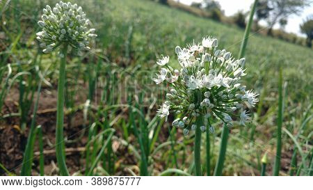 White Onion Flower Bloomed Of Allium, In Daylight, Green Colored