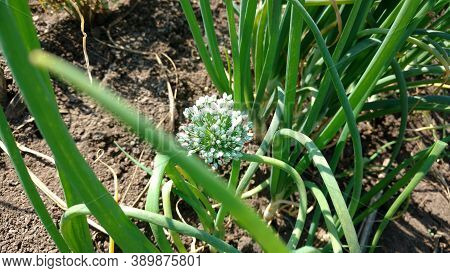 White Onion Flower Blooming Of Allium, In Daylight In Indian Field, Village Area