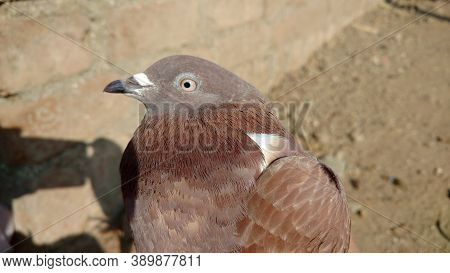 Indian Brown Pigeon With Close Beak And Eye