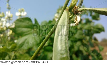 Common Bean Closeup From Indian Field