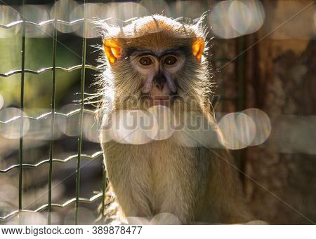 Brown Fluffy Zoo Monkey Posing For Portrait Picture, Sitting In Cage